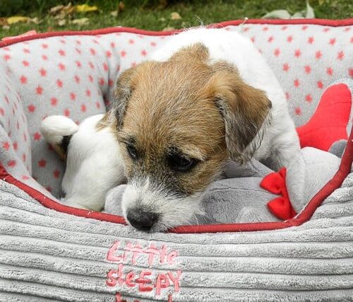 531-petf1-1-3-640 531-petf1-1-3-640