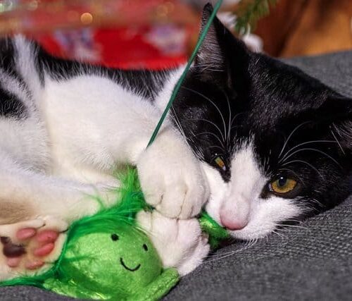 532-petf2-1-3-640 532-petf2-1-3-640