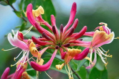 June Gardening Tips