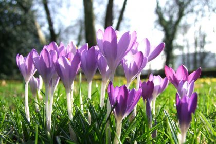 February Gardening Tips