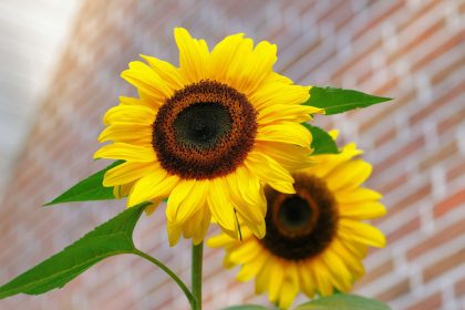 July Gardening Tips
