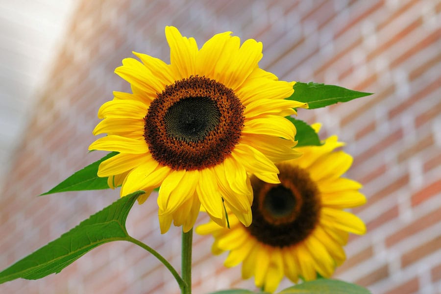July Gardening Tips