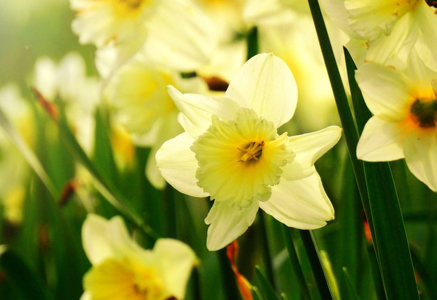 Plants Pots Fencing Paving Claremont Garden Centre Maldon, Essex