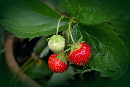 May Gardening Tips