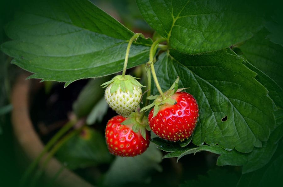 May Gardening Tips