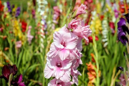 August Gardening Tips
