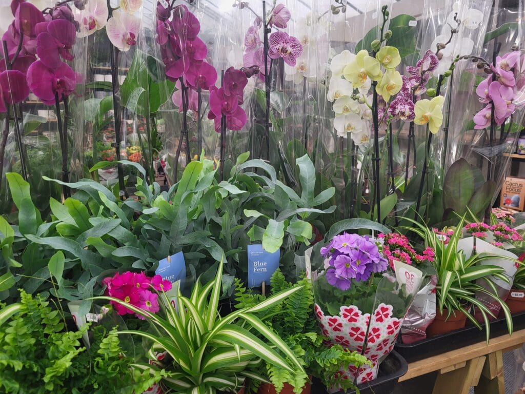 houseplant 5