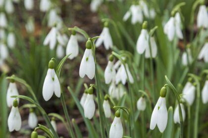 January Gardening Tips