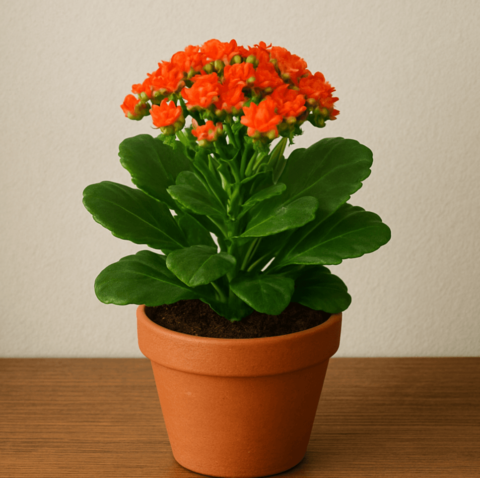 Kalanchoe