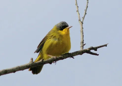 masked-yellowthroat-1407472